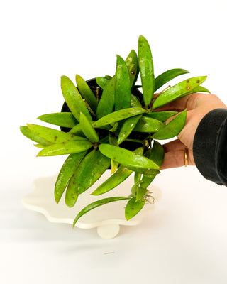 Dischidia philippinensis