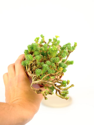 mini joshua tree succulent Sedum multiceps "mini Joshua Tree" – ARIUM BOTANICALS