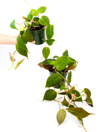 Philodendron hederaceum 'Micans'