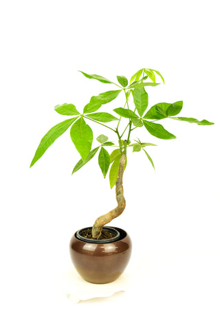pachira aquatica money tree plant Pachira aquatica 'Money Tree' – ARIUM BOTANICALS