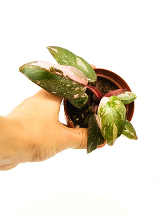 Philodendron 'Pink Princess'