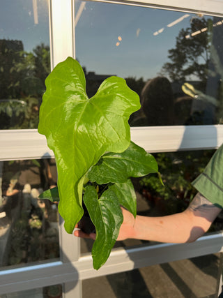 Anthurium clarinervium hybrid