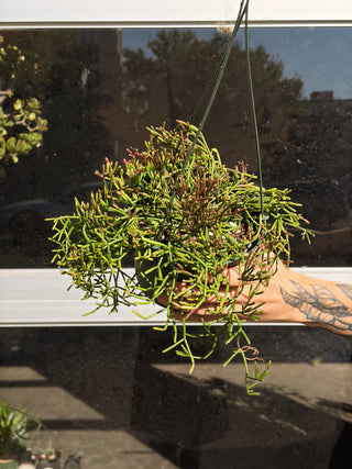 Rhipsalis clavata