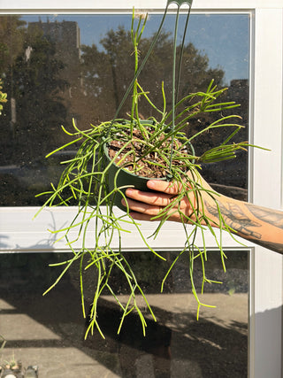 Rhipsalis floccosa