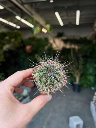 Carnegiea gigantea - Saguaro Cactus