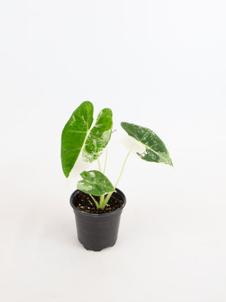 Alocasia micholitziana 'Frydek' variegata