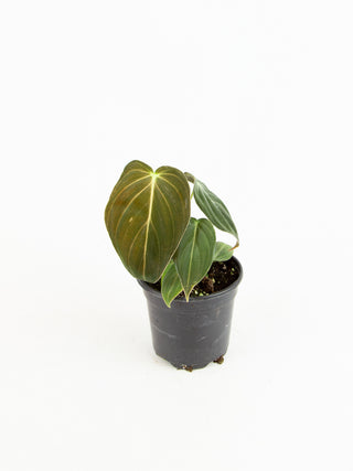 philodendron melanochrysum canada Philodendron melanochrysum