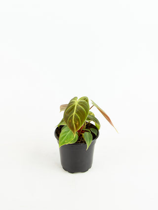 philodendron rubrijuvenile Philodendron rubrijuvenile 'El Choco Red'