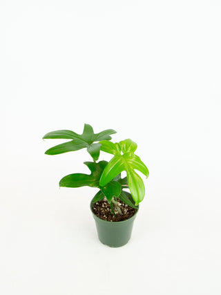 pedatum philodendron care Philodendron pedatum – ARIUM BOTANICALS