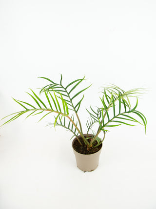 philodendron bipinnatifidum tortum Philodendron tortum – ARIUM BOTANICALS