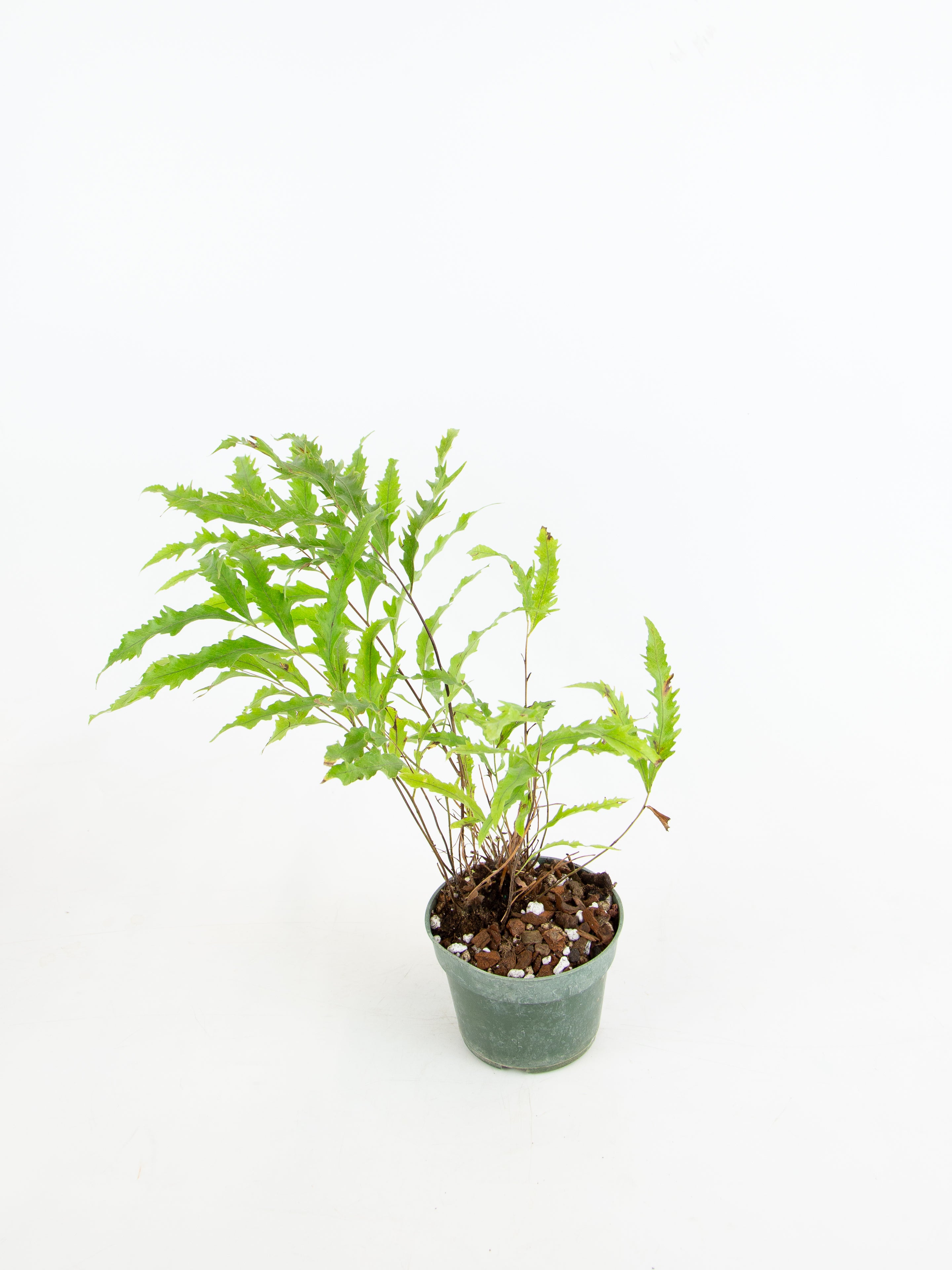 Drynaria rigidula 'Whitei' – ARIUM BOTANICALS