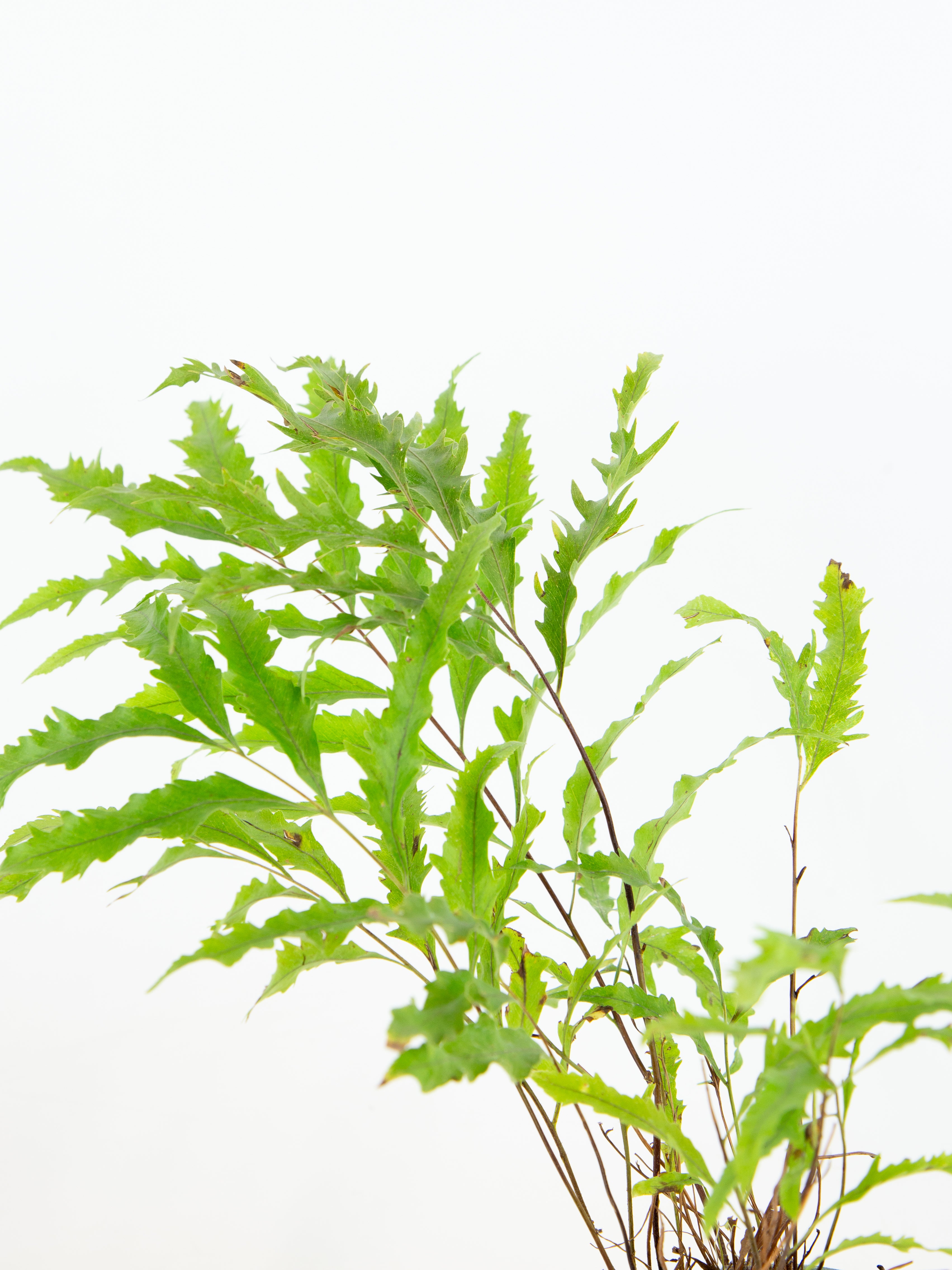 Drynaria rigidula 'Whitei' – ARIUM BOTANICALS