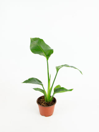 strelitzia nicolai indoor plant Strelitzia nicolai 'Bird of Paradise' – ARIUM BOTANICALS