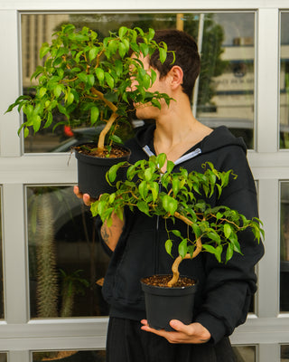 Ficus benjamina bonsai