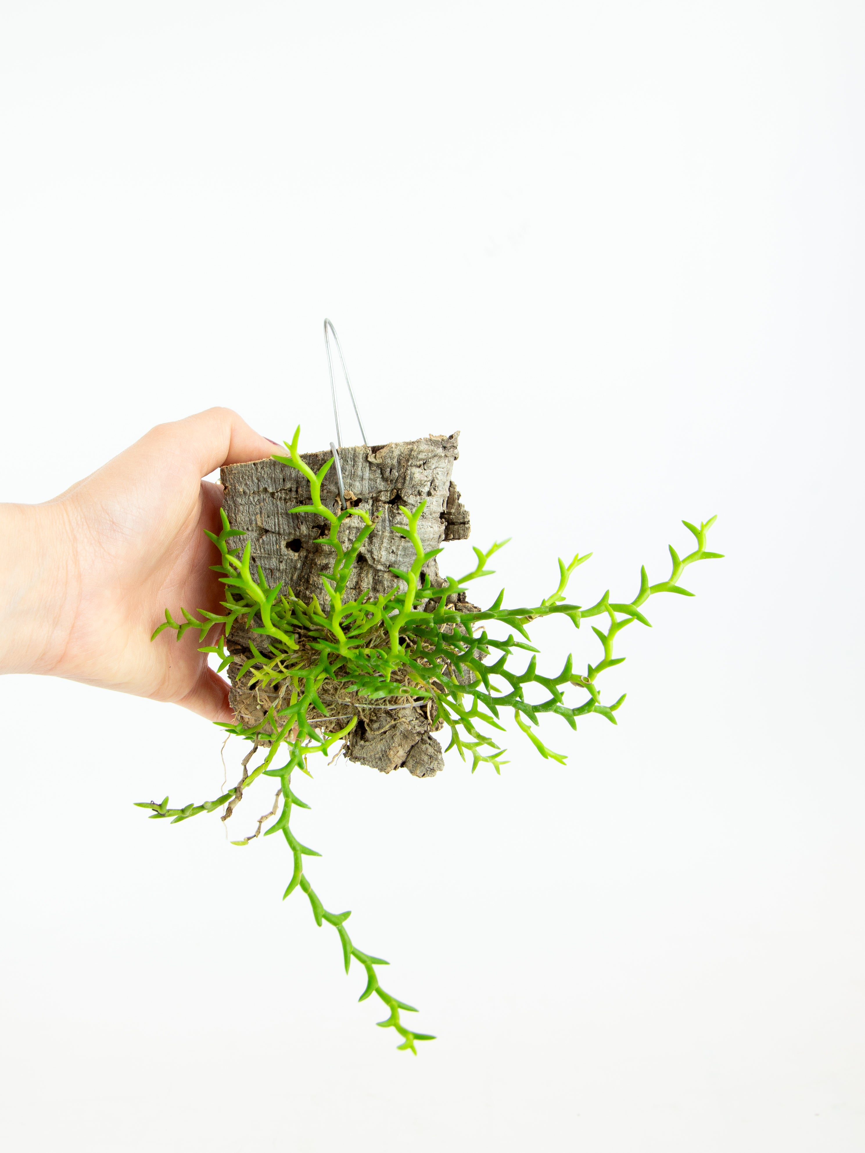 The Bio Dude Terra Flora Mounted Fern on Cork