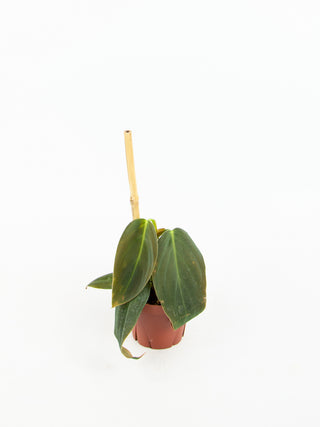 philodendron gigas vs micans Philodendron gigas