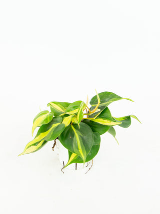philodendron hederaceum 'brasil Philodendron hederaceum 'Brasil' – ARIUM BOTANICALS