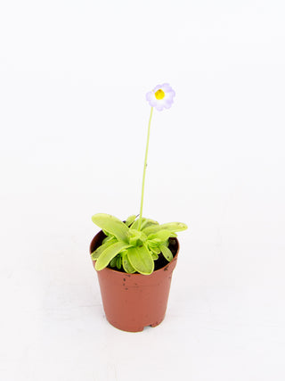 Pinguicula cv.