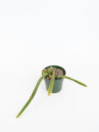 Aporocactus flagelliformis 'Rat Tail'