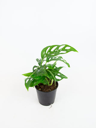 monstera adansonii fenestration Monstera adansonii – ARIUM BOTANICALS
