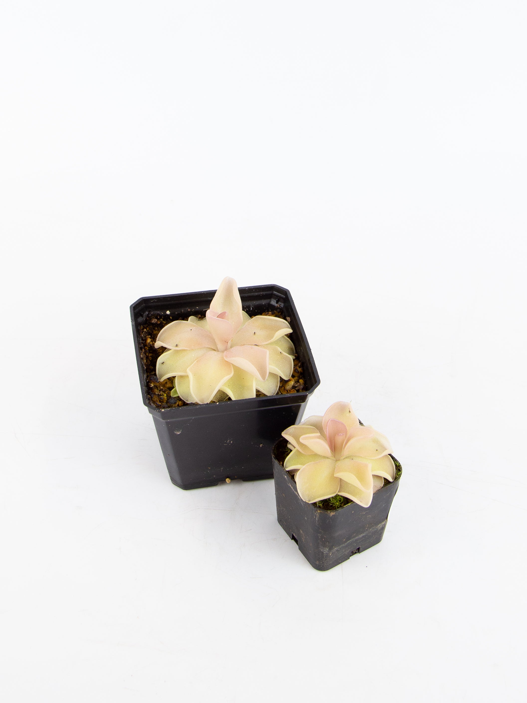 Arium Botanicals Pinguicula Pirouette