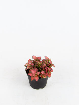 Fittonia 'Pink Anne'