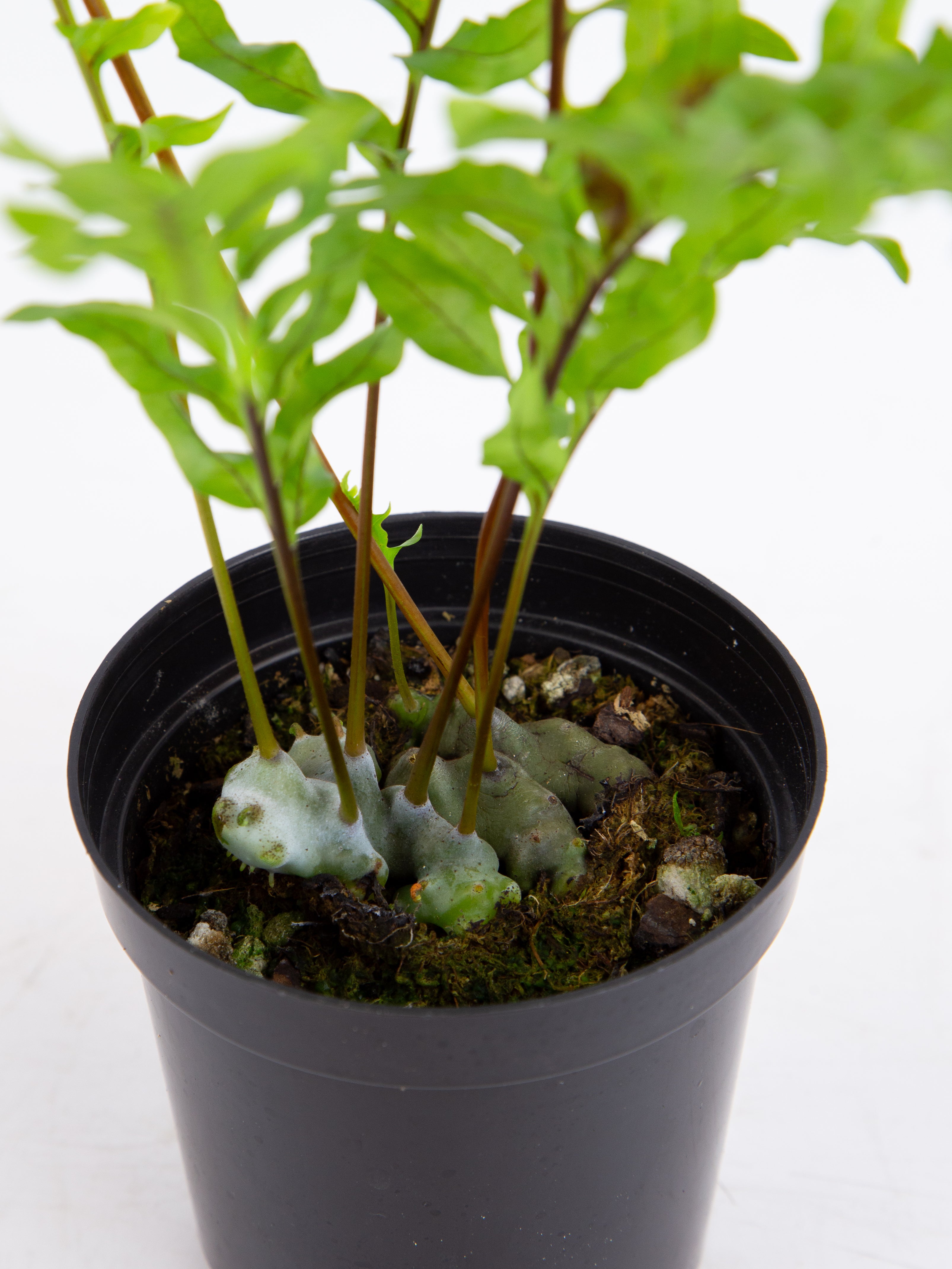 Lecanopteris pumila 'Ant Fern' – ARIUM BOTANICALS