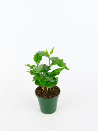 Coffea arabica 'Coffee Plant'