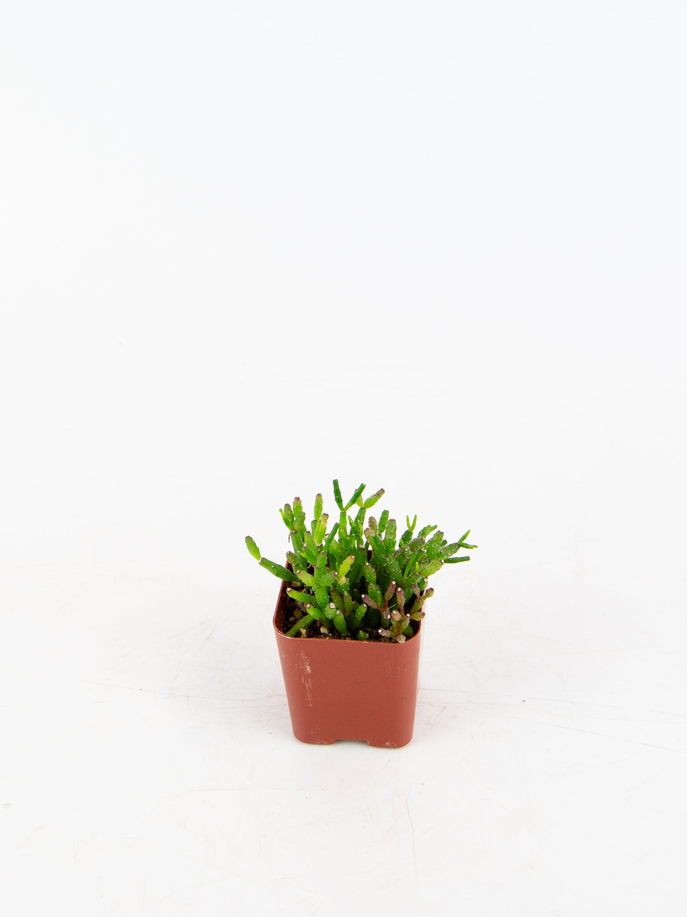 Arium Botanicals Hatiora salicornioides - Thumbnail 2