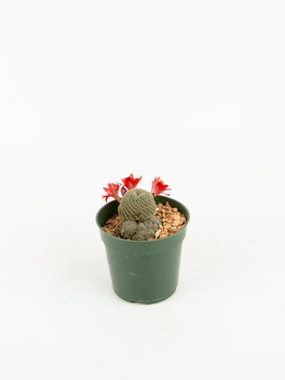 Rebutia heliosa var. condorensis