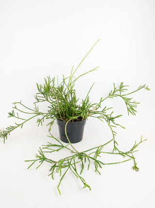 Rhipsalis sp.