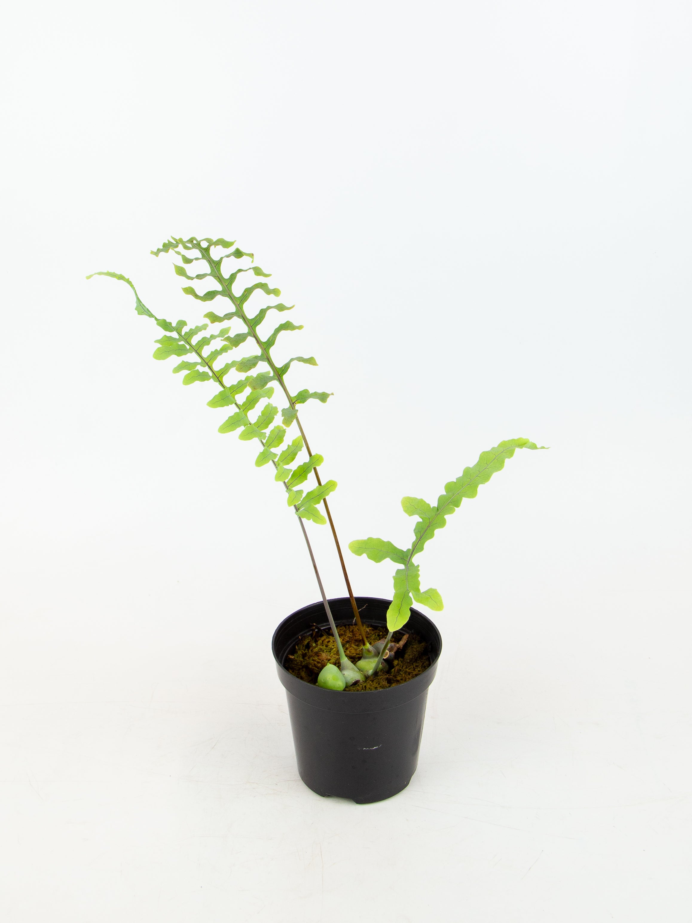 Lecanopteris Sp Borneo buy Ant Fern House Plant Aroid Tropical Indoor Outdoor DHL Express Free Phytosanitary certificate