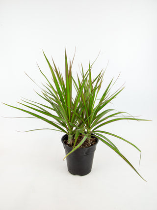 Dracaena marginata