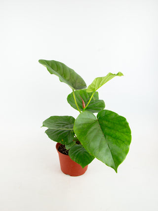 Ficus umbellata