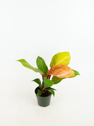mccolley's finale hybrid philodendron Philodendron 'McColley's Finale'