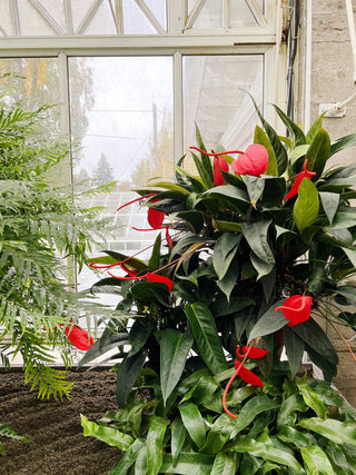 anthurium lazarz Anthurium scherzerianum