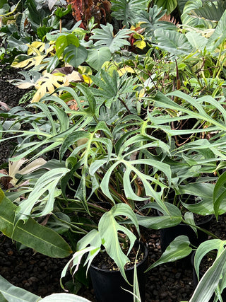 monstera flame Monstera 'Burle Marx Flame'