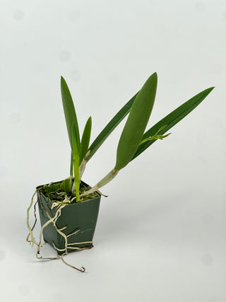 Brassananthe 'Bill Worsley'