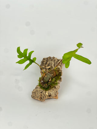 Lecanopteris crustcea