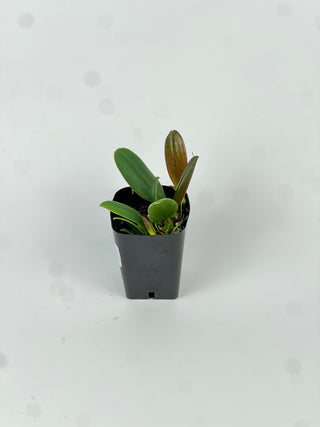 Bulbophyllum treschii