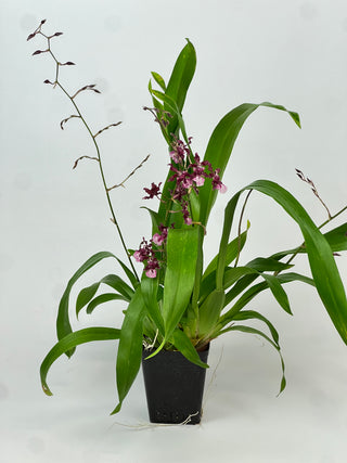 Ocindium 'Heaven Scent Sweet Baby'