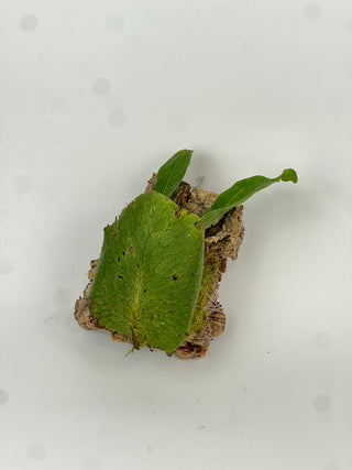 Lecanopteris linguiformis