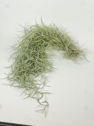 Tillandsia usneoides