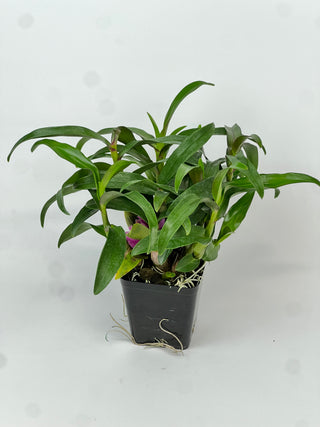 Dendrobium 'Hibiki'