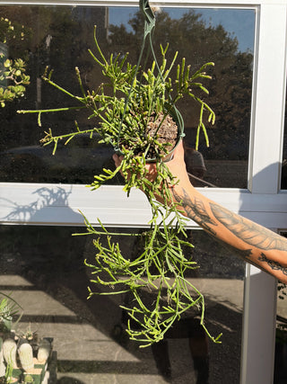 Rhipsalis ewaldiana