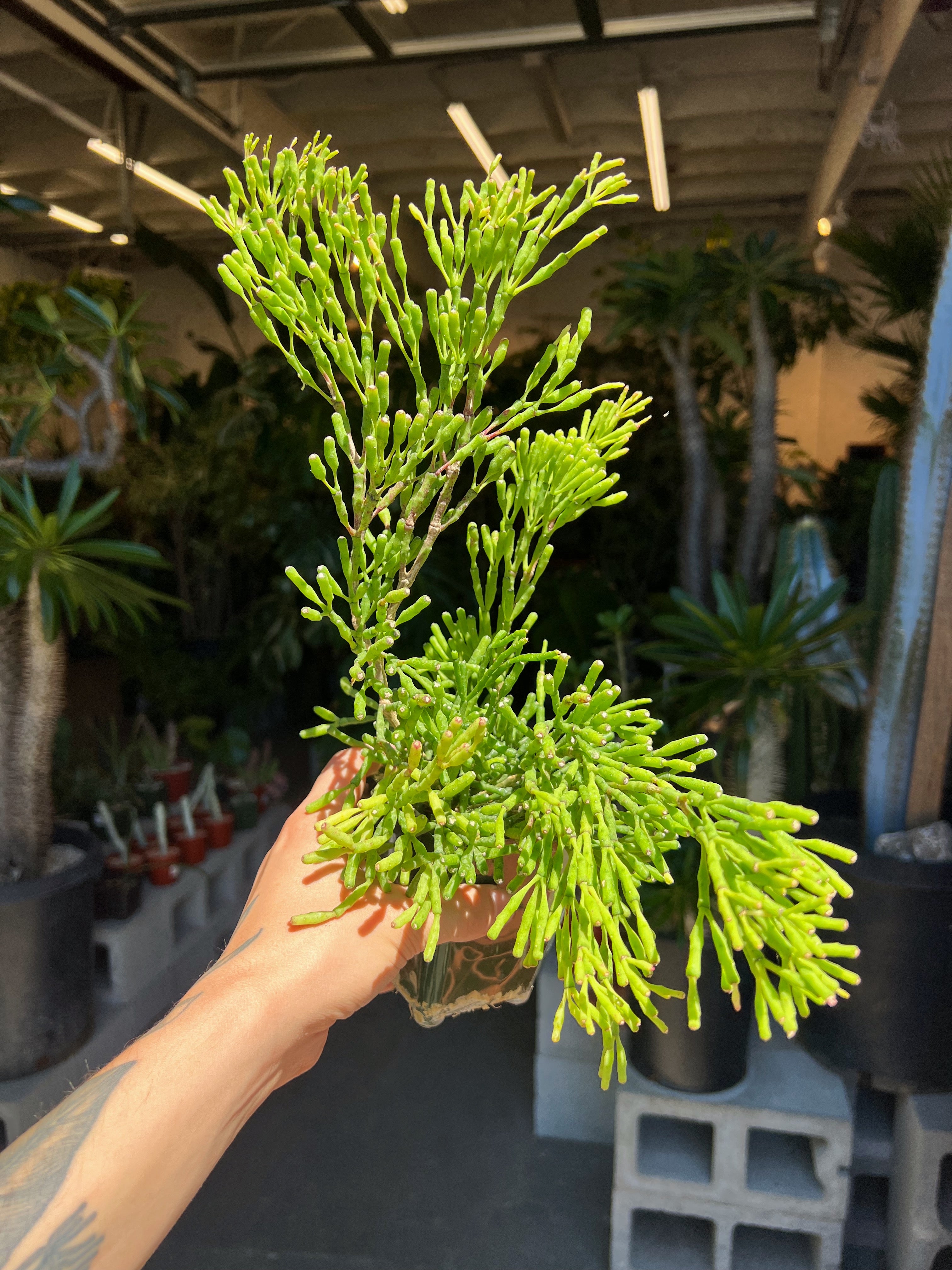 Arium Botanicals Hatiora salicornioides