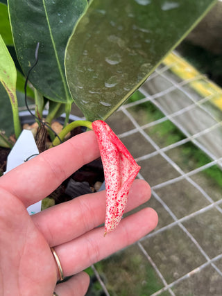anthurium scherzerianum rothschildianum Anthurium scherzerianum var. rothschildianum