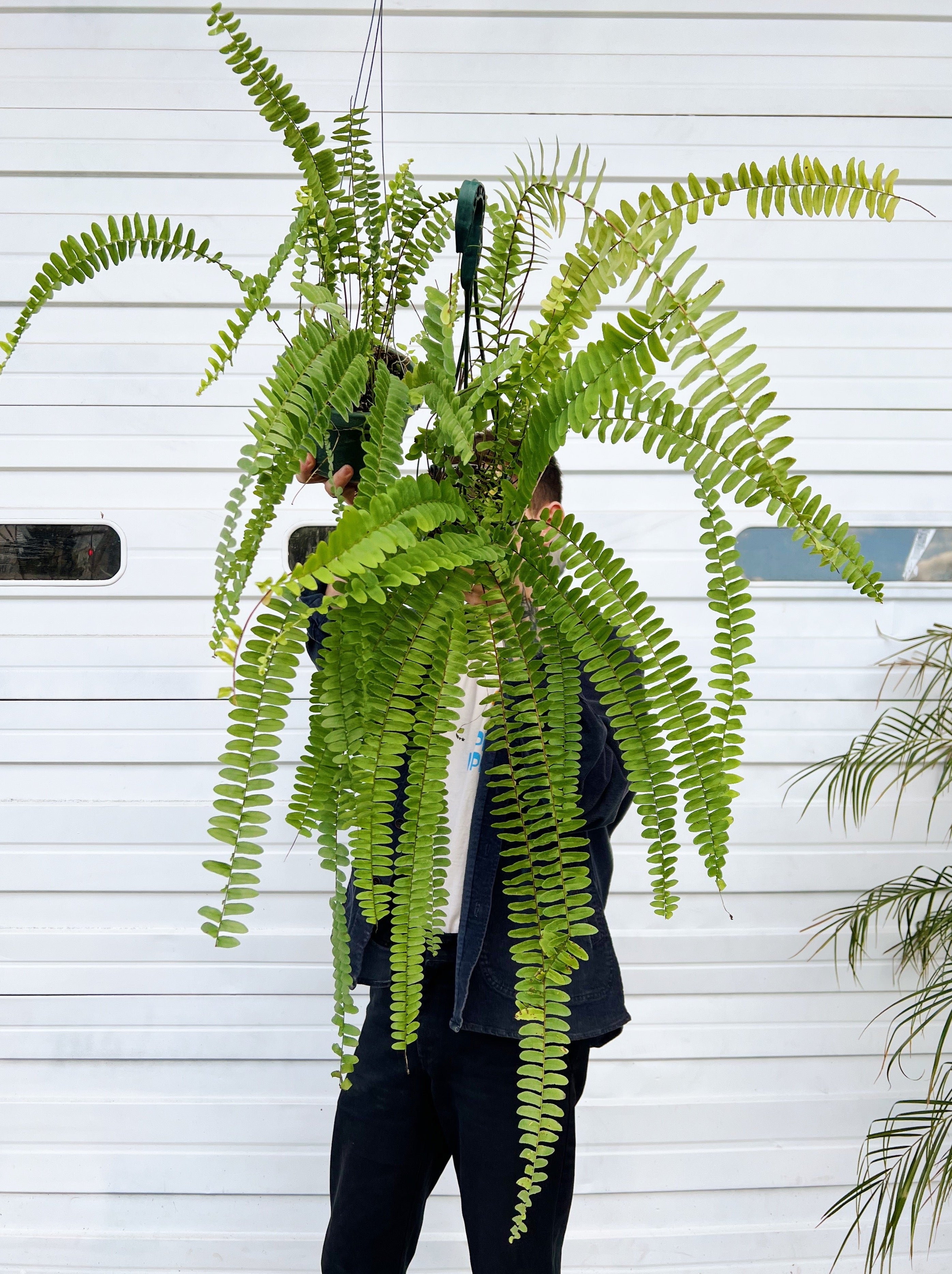 Nephrolepis pendula – ARIUM BOTANICALS