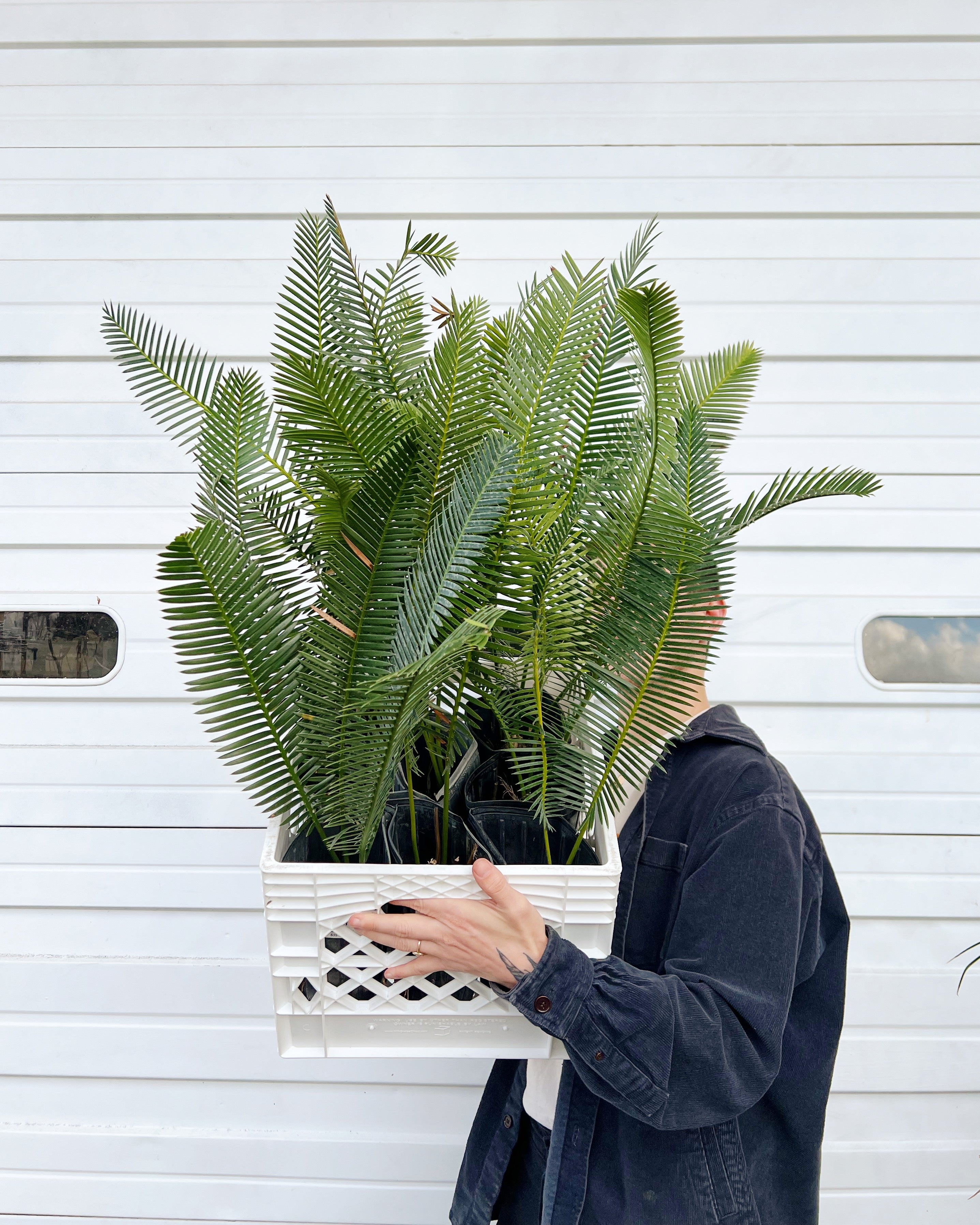 Dioon edule – ARIUM BOTANICALS