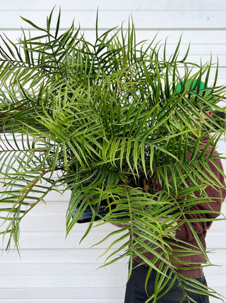 palm philodendron Philodendron tortum – ARIUM BOTANICALS